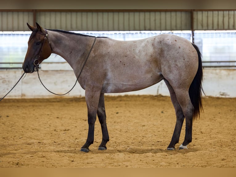 American Quarter Horse Stute 2 Jahre Roan-Bay in Bryan