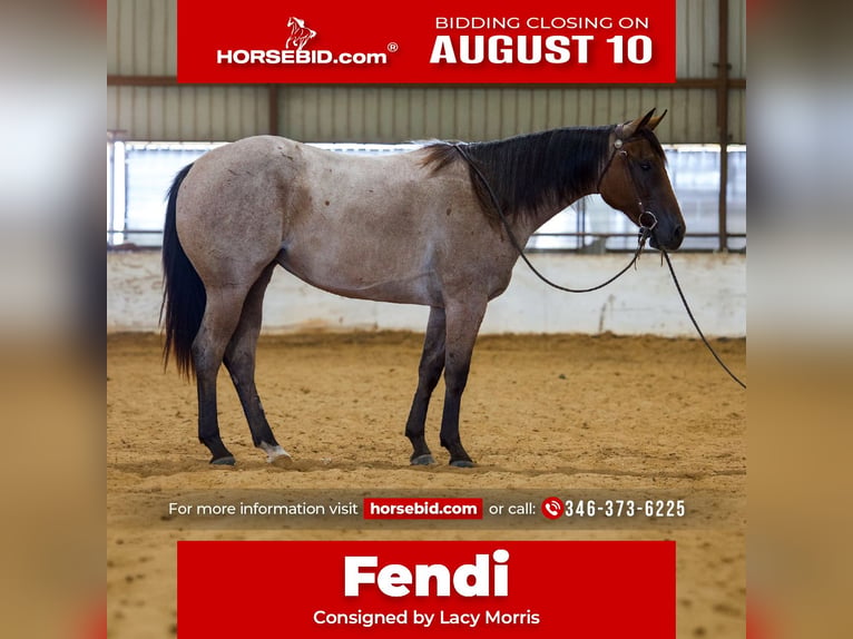 American Quarter Horse Stute 2 Jahre Roan-Bay in Bryan