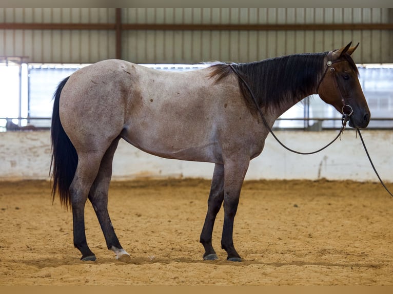 American Quarter Horse Stute 2 Jahre Roan-Bay in Bryan