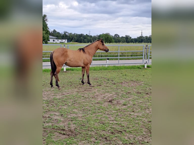 American Quarter Horse Stute 2 Jahre Roan-Bay in Hagenberg