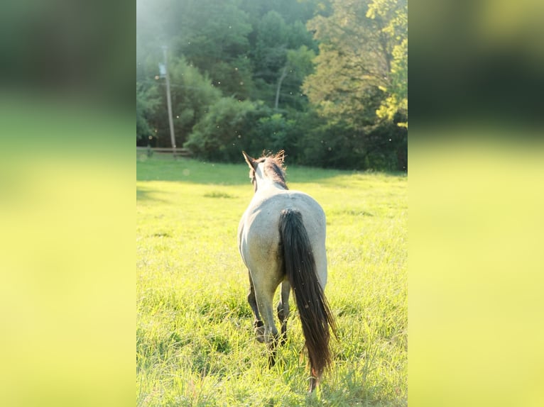 American Quarter Horse Stute 2 Jahre Roan-Blue in Centerville