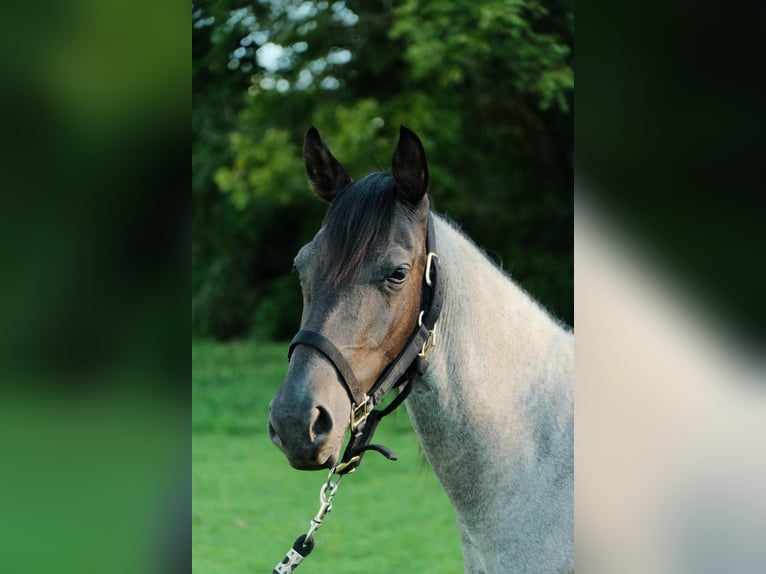 American Quarter Horse Stute 2 Jahre Roan-Blue in Centerville