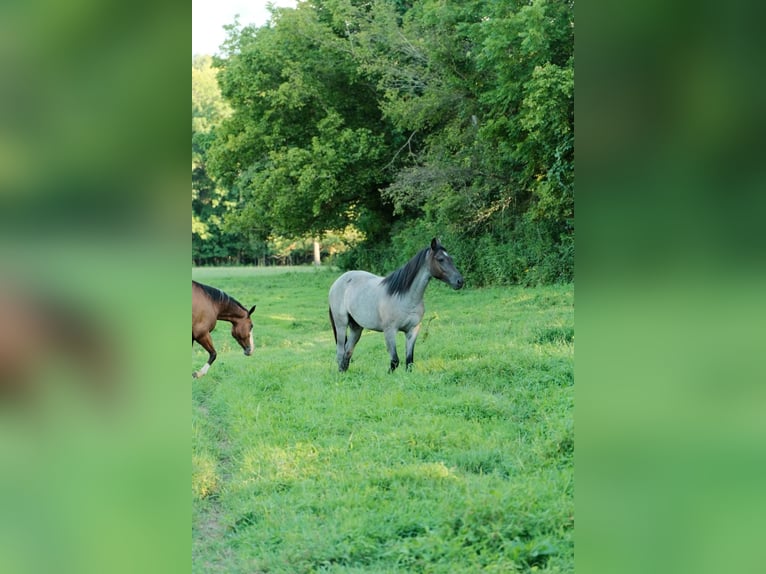 American Quarter Horse Stute 2 Jahre Roan-Blue in Centerville