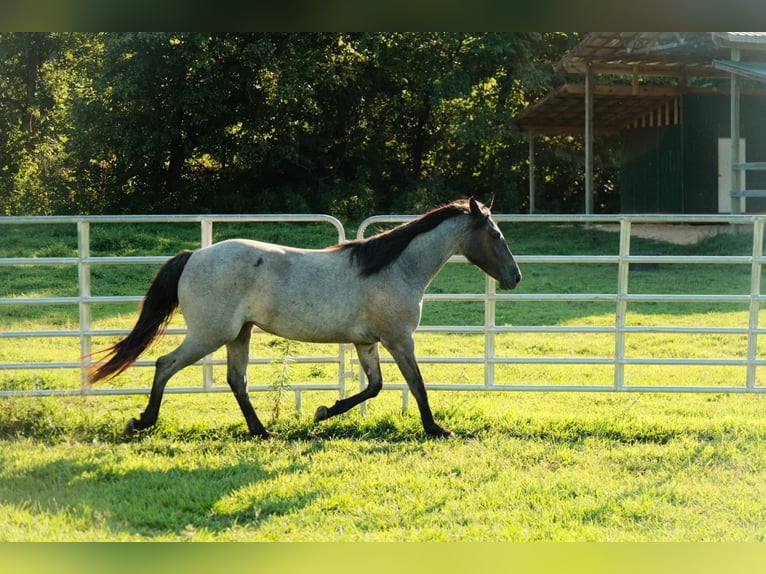 American Quarter Horse Stute 2 Jahre Roan-Blue in Centerville