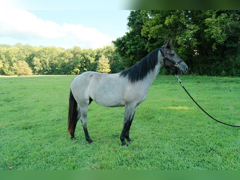 American Quarter Horse Stute 2 Jahre Roan-Blue in Centerville