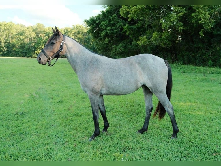 American Quarter Horse Stute 2 Jahre Roan-Blue in Centerville