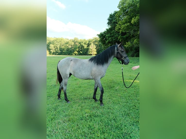 American Quarter Horse Stute 2 Jahre Roan-Blue in Centerville