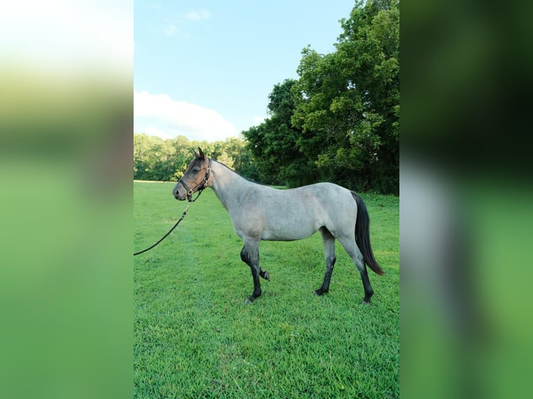 American Quarter Horse Stute 2 Jahre Roan-Blue in Centerville