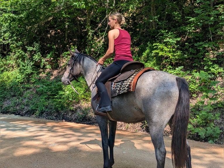 American Quarter Horse Stute 2 Jahre Roan-Blue in Centerville