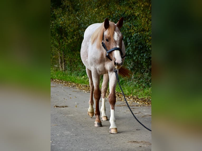 American Quarter Horse Stute 2 Jahre Roan-Red in Bubach
