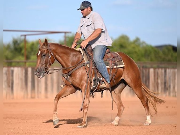 American Quarter Horse Stute 2 Jahre Rotfuchs in Waco
