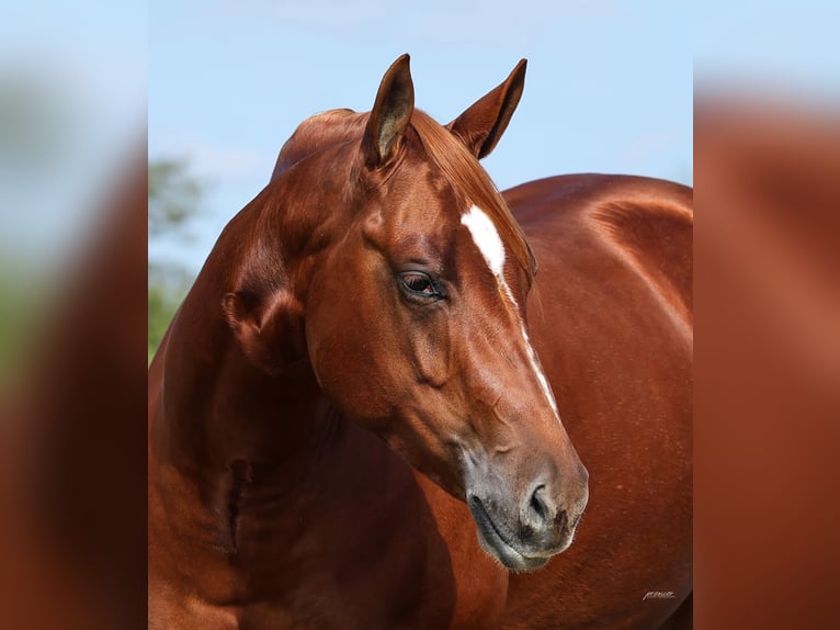 American Quarter Horse Stute 2 Jahre Rotfuchs in Buffalo