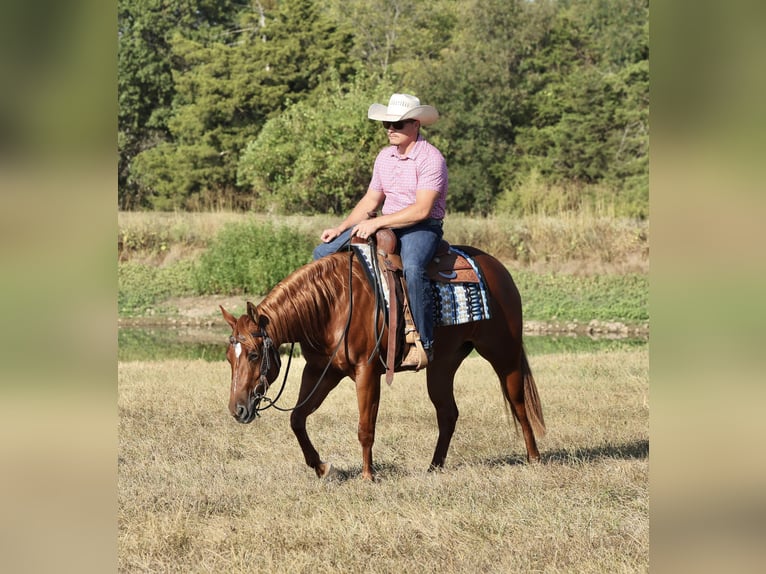 American Quarter Horse Stute 2 Jahre Rotfuchs in Buffalo