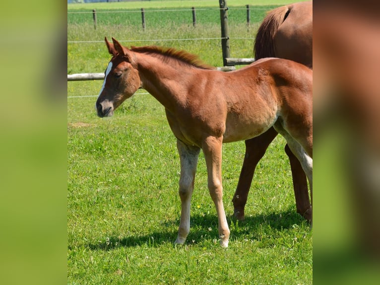 American Quarter Horse Stute 2 Jahre in Uedem