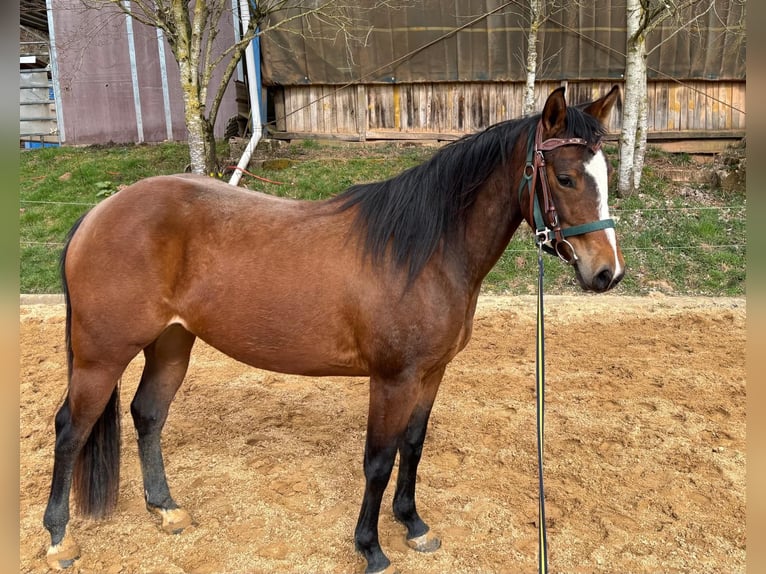 American Quarter Horse Stute 3 Jahre 140 cm Brauner in Althornbach