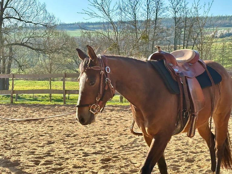 American Quarter Horse Stute 3 Jahre 140 cm Brauner in Althornbach