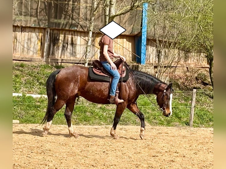 American Quarter Horse Stute 3 Jahre 140 cm Brauner in Althornbach