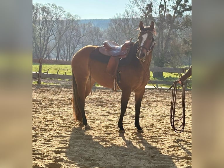 American Quarter Horse Stute 3 Jahre 140 cm Brauner in Althornbach