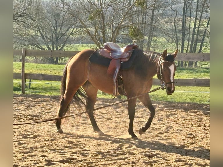 American Quarter Horse Stute 3 Jahre 140 cm Brauner in Althornbach