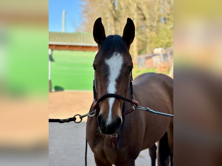 American Quarter Horse Stute 3 Jahre 140 cm Brauner in Althornbach