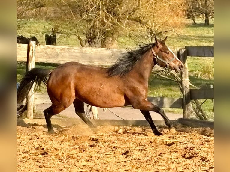 American Quarter Horse Stute 3 Jahre 140 cm Brauner in Althornbach