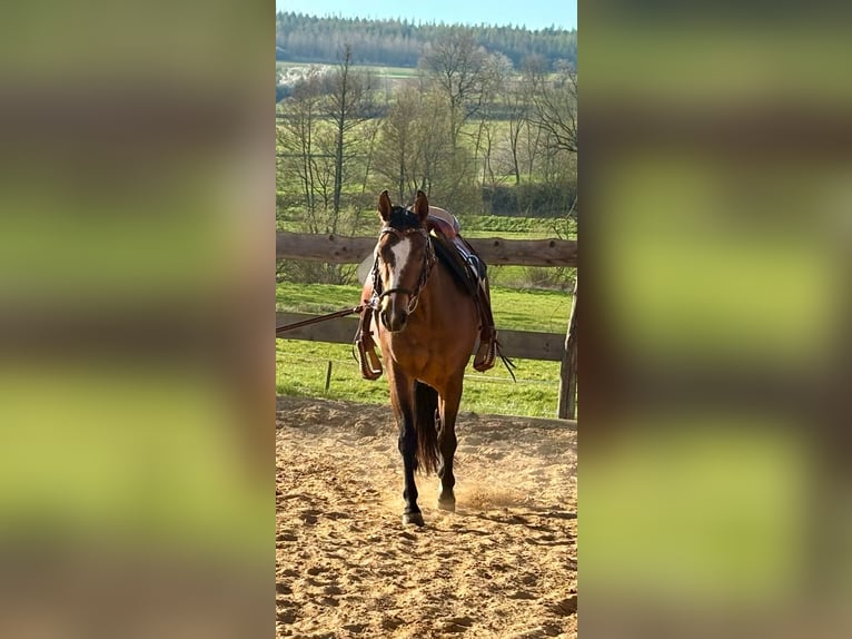 American Quarter Horse Stute 3 Jahre 140 cm Brauner in Althornbach
