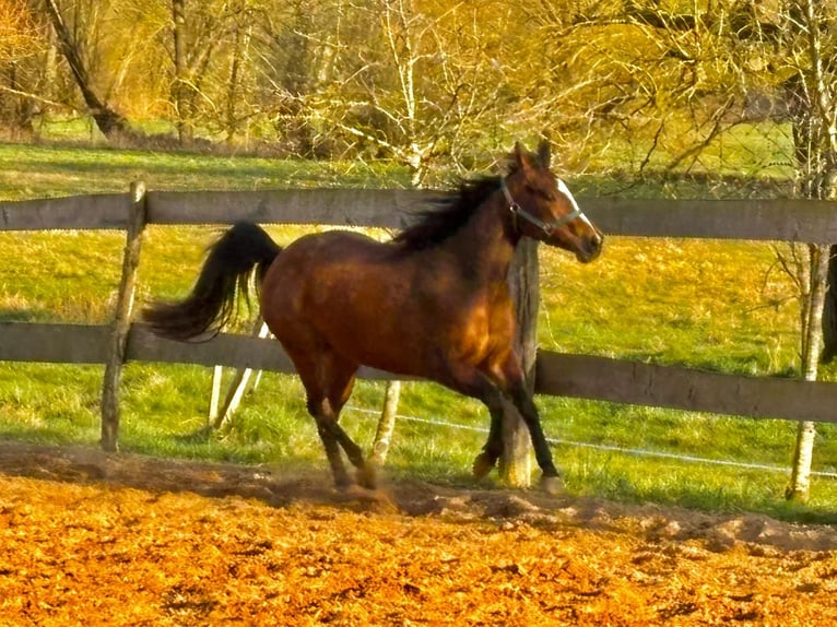 American Quarter Horse Stute 3 Jahre 140 cm Brauner in Althornbach