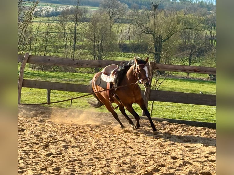 American Quarter Horse Stute 3 Jahre 140 cm Brauner in Althornbach