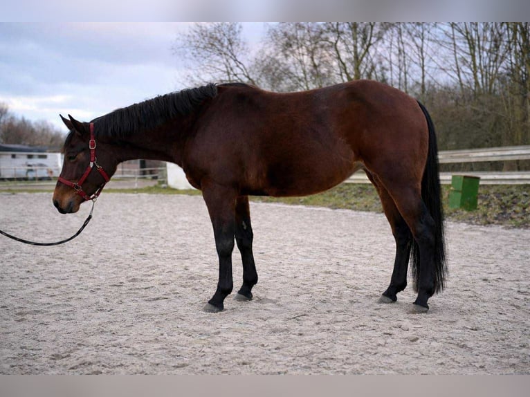 American Quarter Horse Stute 3 Jahre 140 cm Brauner in Duvensee