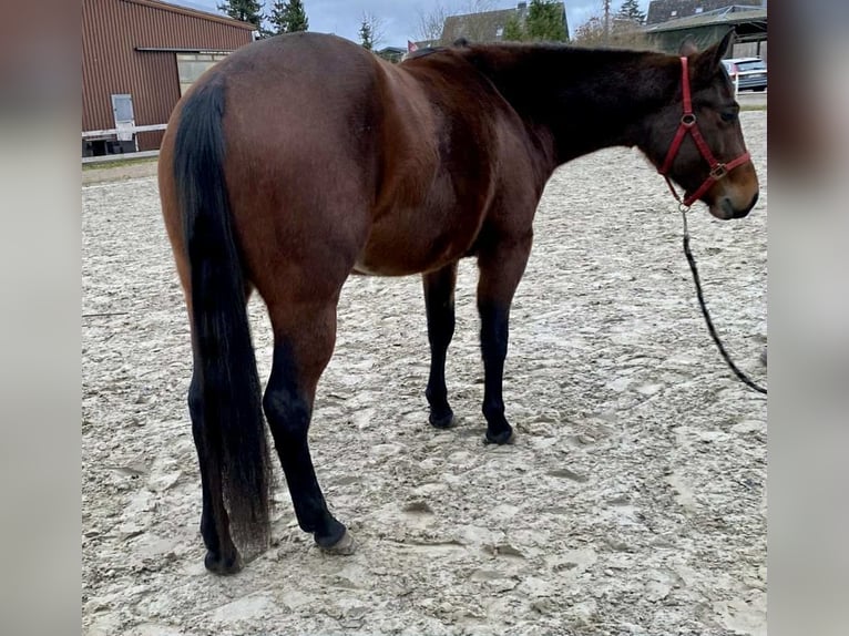American Quarter Horse Stute 3 Jahre 140 cm Brauner in Duvensee