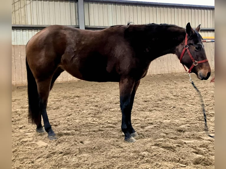 American Quarter Horse Stute 3 Jahre 140 cm Brauner in Duvensee