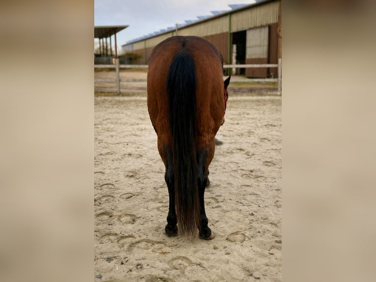 American Quarter Horse Stute 3 Jahre 140 cm Brauner in Duvensee