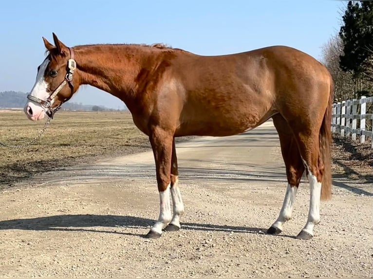 American Quarter Horse Stute 3 Jahre 140 cm Fuchs in Klingsmoos