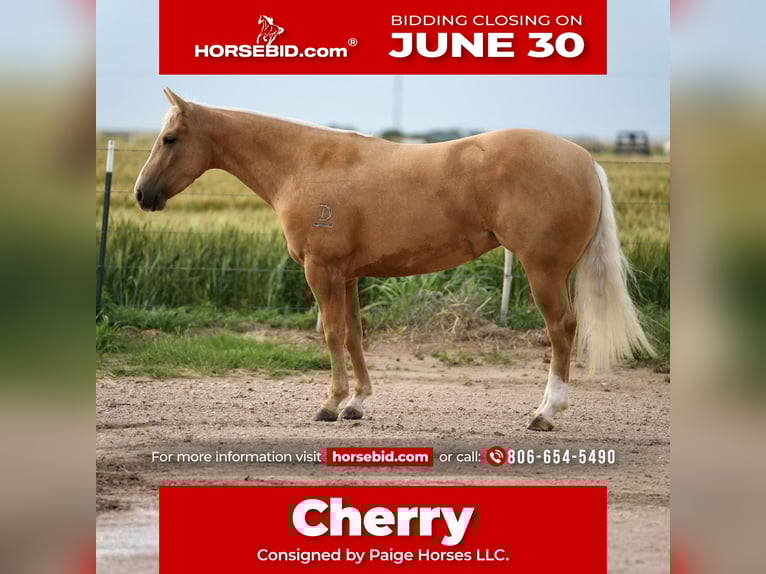 American Quarter Horse Stute 3 Jahre 140 cm Palomino in Amarillo, TX