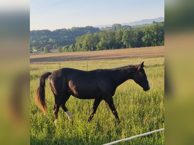 American Quarter Horse Mix Stute 3 Jahre 140 cm Rappe in Stein
