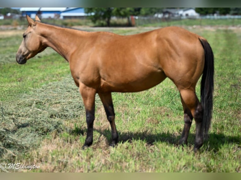 American Quarter Horse Stute 3 Jahre 142 cm Buckskin in Rigby