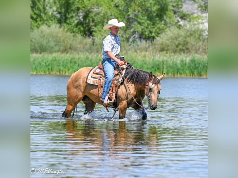 American Quarter Horse Stute 3 Jahre 142 cm Buckskin in Rigby
