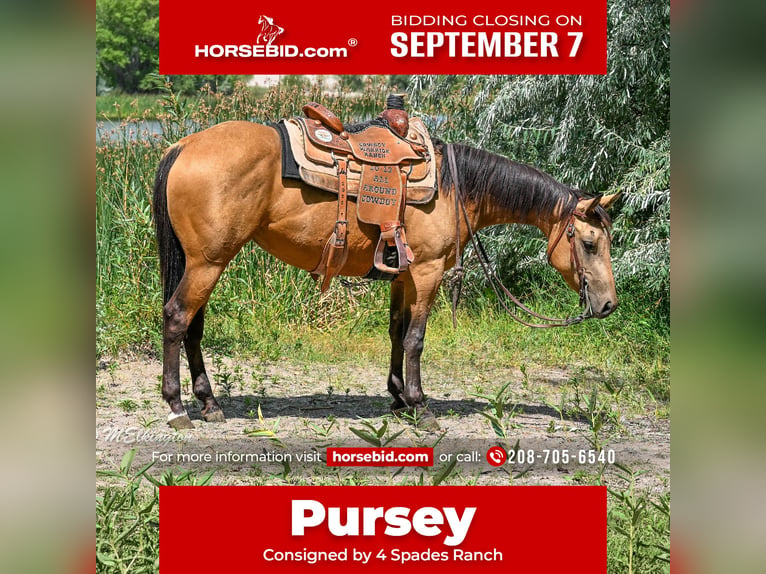 American Quarter Horse Stute 3 Jahre 142 cm Buckskin in Rigby