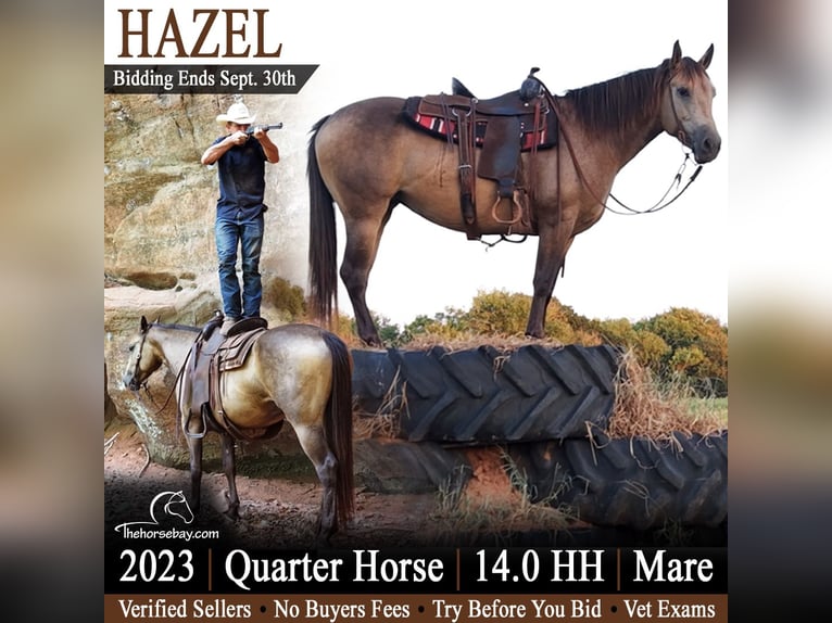 American Quarter Horse Stute 3 Jahre 142 cm Buckskin in Perkins, OK