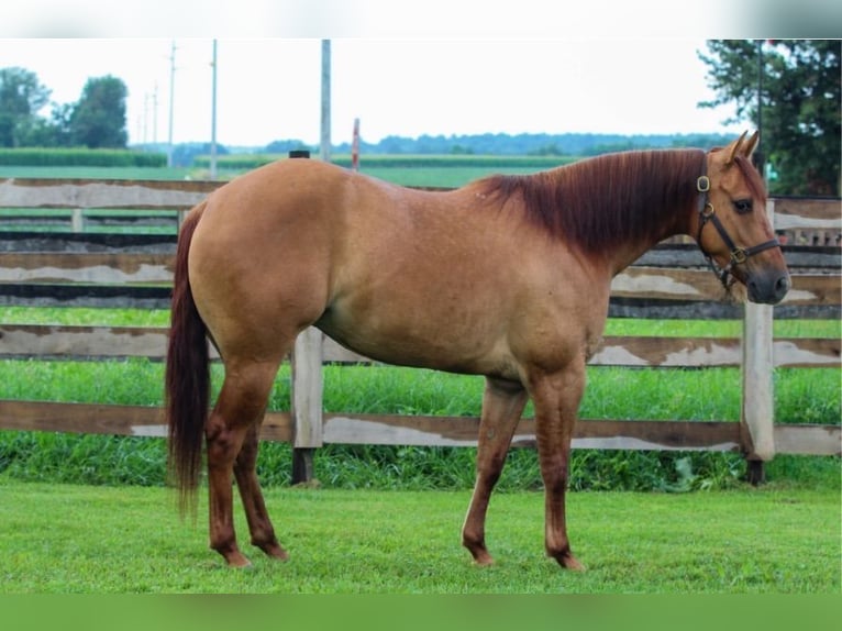 American Quarter Horse Stute 3 Jahre 142 cm Red Dun in Sandborn