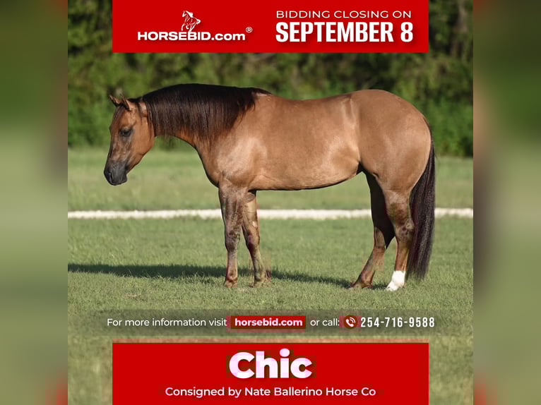 American Quarter Horse Stute 3 Jahre 142 cm Red Dun in Waco, TX