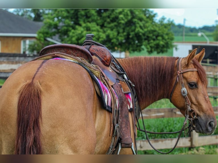 American Quarter Horse Stute 3 Jahre 142 cm Red Dun in Sandborn