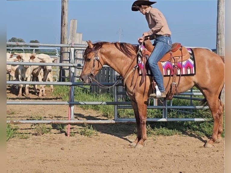 American Quarter Horse Stute 3 Jahre 142 cm Red Dun in Sandborn
