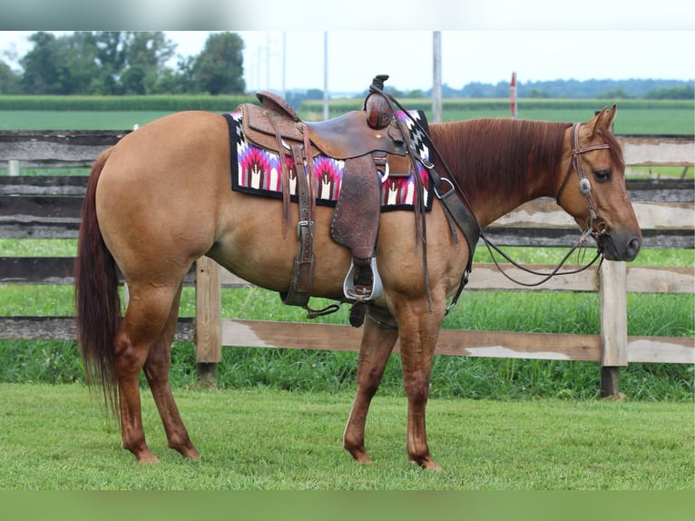 American Quarter Horse Stute 3 Jahre 142 cm Red Dun in Sandborn