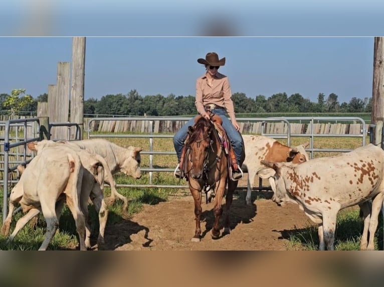 American Quarter Horse Stute 3 Jahre 142 cm Red Dun in Sandborn