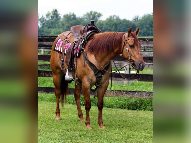 American Quarter Horse Stute 3 Jahre 142 cm Red Dun in Sandborn