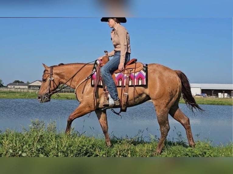 American Quarter Horse Stute 3 Jahre 142 cm Red Dun in Sandborn