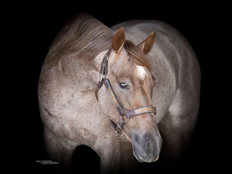American Quarter Horse Stute 3 Jahre 142 cm Roan-Red in Waco