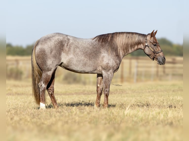 American Quarter Horse Stute 3 Jahre 142 cm Roan-Red in Waco