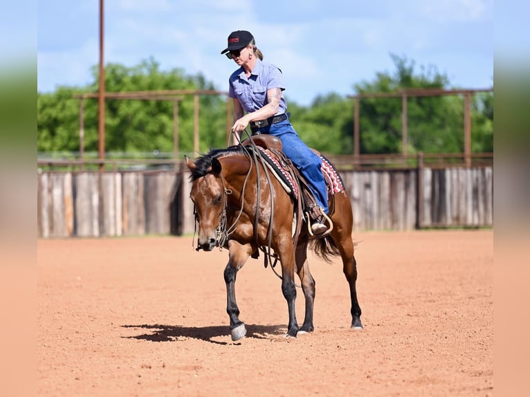 American Quarter Horse Stute 3 Jahre 142 cm Rotbrauner in Waco